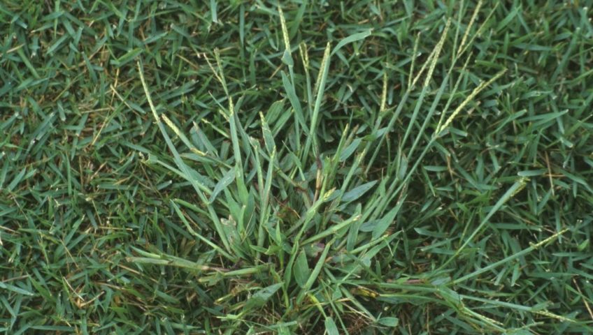 Cómo deshacerse de crabgrass o hierba de cangrejo para siempre